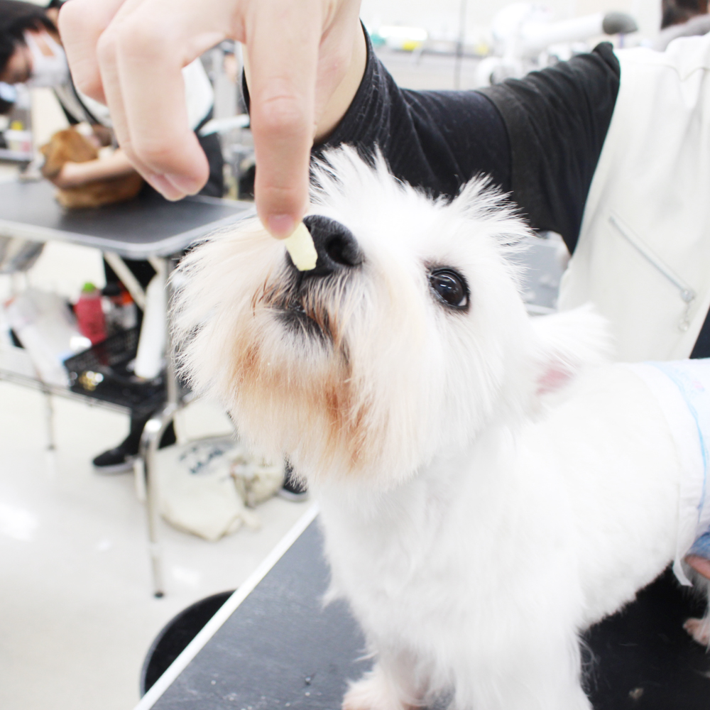 卒業犬たちが来てくれました♪